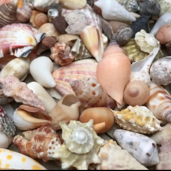 100 Real Seashells Mixed Grab Bag Lot for diy nautical decor or crafting - Picture 8 of 13